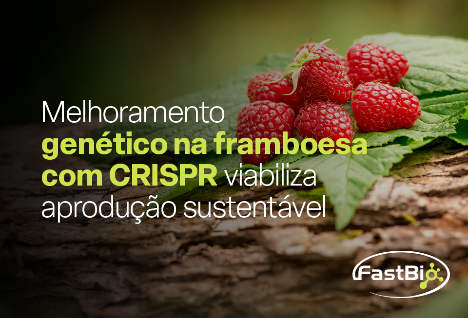 Melhoramento genético na framboesa com CRISPR viabiliza produção sustentável