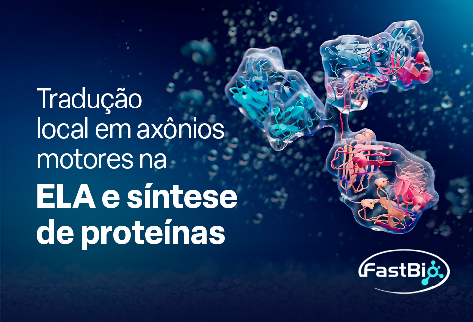 Tradução local em axônios motores na ELA e síntese de proteínas